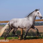 Quarteto Interagro, Purebred Lusitano grey gelding for sale. Photo: TUPA