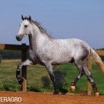 Quarteto Interagro, Purebred Lusitano grey gelding for sale. Photo: TUPA