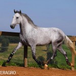 Quarteto Interagro, Purebred Lusitano grey gelding for sale. Photo: TUPA