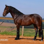 Queimado Interagro, bay Purebred Lusitano gelding. Photo: TUPA