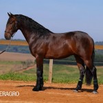 Queimado Interagro, bay Purebred Lusitano gelding. Photo: TUPA