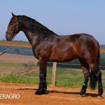 Queimado Interagro, bay Purebred Lusitano gelding. Photo: TUPA