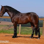 Queimado Interagro, bay Purebred Lusitano gelding. Photo: TUPA