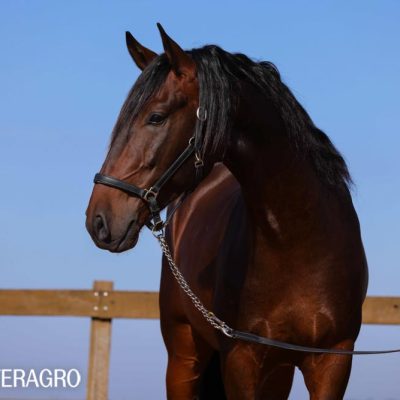Queimado Interagro, bay Purebred Lusitano gelding. Photo: TUPA