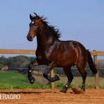 Queimado Interagro, bay Purebred Lusitano gelding. Photo: TUPA