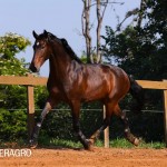 Queimado Interagro, bay Purebred Lusitano gelding. Photo: TUPA