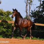 Queimado Interagro, bay Purebred Lusitano gelding. Photo: TUPA