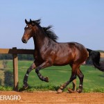 Queimado Interagro, bay Purebred Lusitano gelding. Photo: TUPA