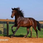 Queimado Interagro, bay Purebred Lusitano gelding. Photo: TUPA