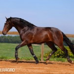 Queimado Interagro, bay Purebred Lusitano gelding. Photo: TUPA