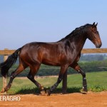 Queimado Interagro, bay Purebred Lusitano gelding. Photo: TUPA