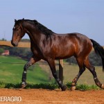 Queimado Interagro, bay Purebred Lusitano gelding. Photo: TUPA