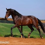 Queimado Interagro, bay Purebred Lusitano gelding. Photo: TUPA