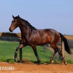 Queimado Interagro, bay Purebred Lusitano gelding. Photo: TUPA