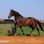Queimado Interagro, bay Purebred Lusitano gelding. Photo: TUPA
