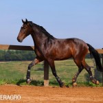Queimado Interagro, bay Purebred Lusitano gelding. Photo: TUPA
