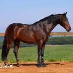 Queimado Interagro, bay Purebred Lusitano gelding. Photo: TUPA