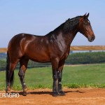 Queimado Interagro, bay Purebred Lusitano gelding. Photo: TUPA