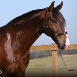 Quimono Interagro, bay Purebred Lusitano gelding for sale/Photo: TUPA