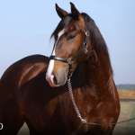 Quimono Interagro, bay Purebred Lusitano gelding for sale/Photo: TUPA