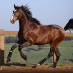 Quimono Interagro, bay Purebred Lusitano gelding for sale/Photo: TUPA