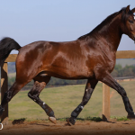 Quimono Interagro, bay Purebred Lusitano gelding for sale/Photo: TUPA