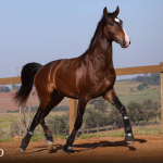 Quimono Interagro, bay Purebred Lusitano gelding for sale/Photo: TUPA