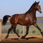Quimono Interagro, bay Purebred Lusitano gelding for sale/Photo: TUPA