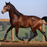 Quimono Interagro, bay Purebred Lusitano gelding for sale/Photo: TUPA