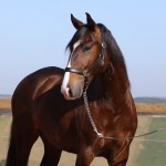 Quimono Interagro, bay Purebred Lusitano gelding for sale/Photo: TUPA