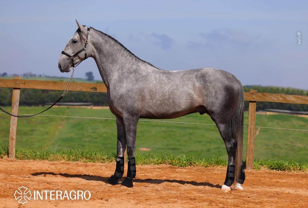 Quinteto Interagro/TUPA