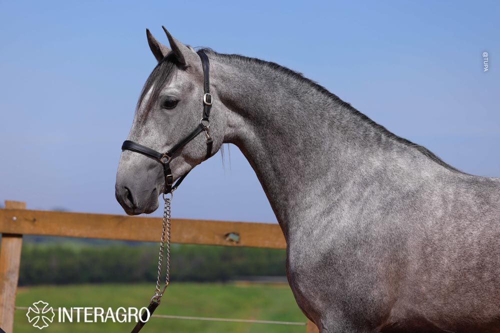 Quinteto Interagro/TUPA