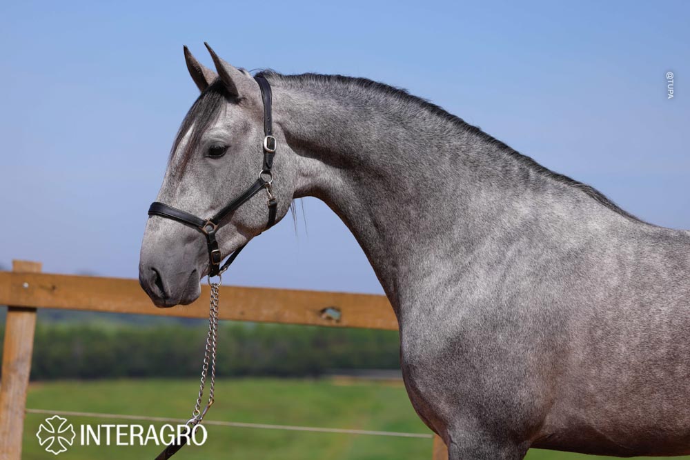 Quinteto Interagro/TUPA