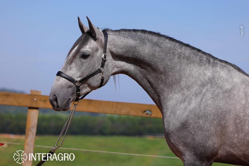 Quinteto Interagro/TUPA