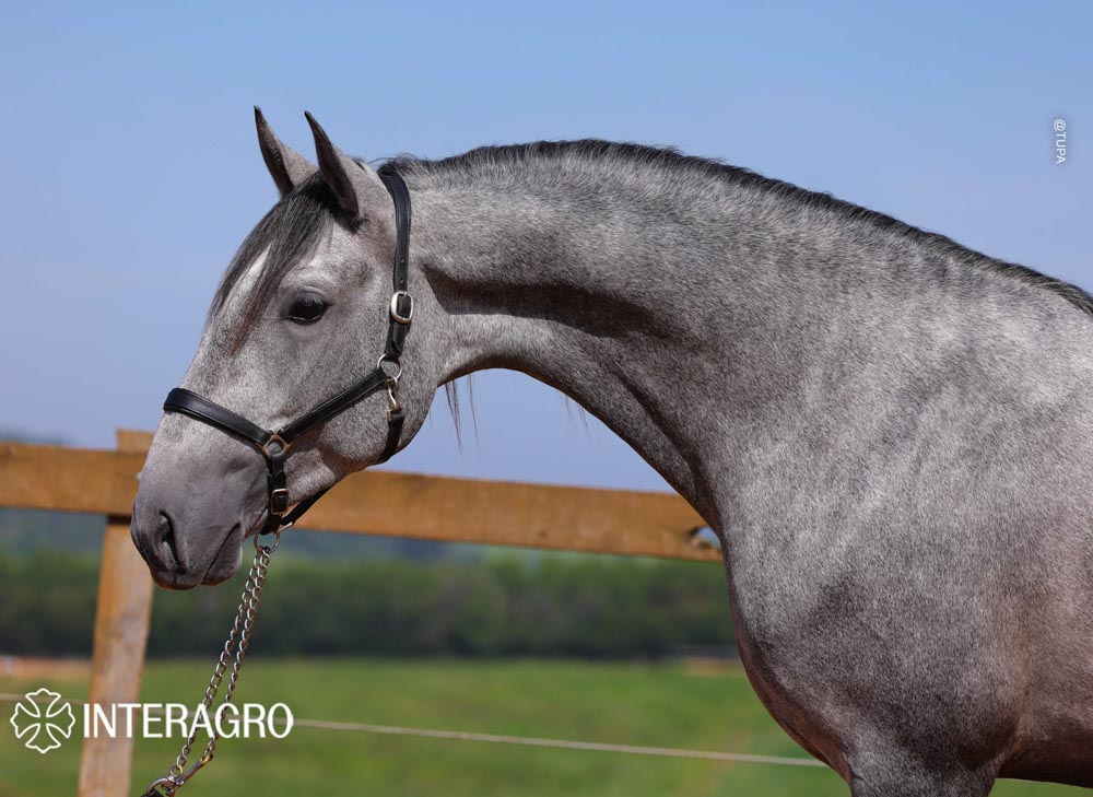 Quinteto Interagro/TUPA