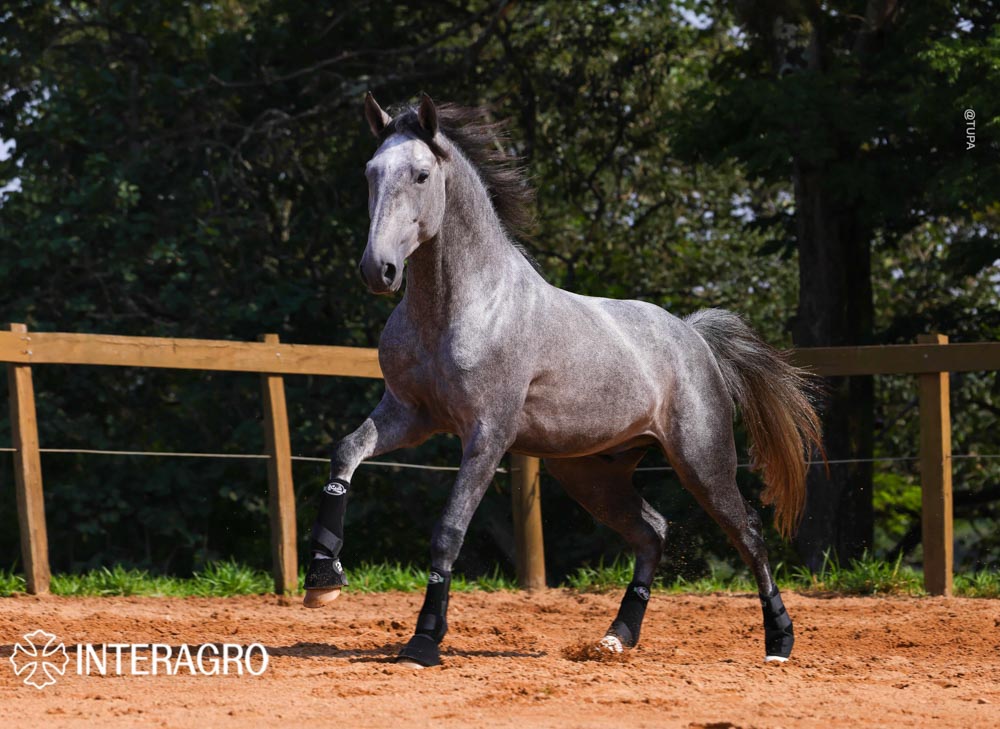 Quinteto Interagro/TUPA