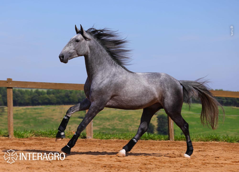 Quinteto Interagro/TUPA