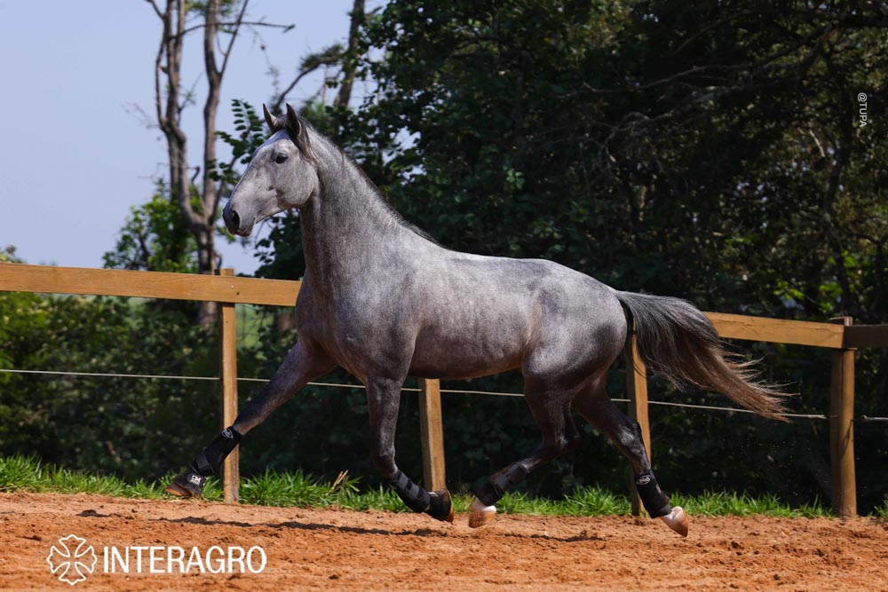 Quinteto Interagro/TUPA
