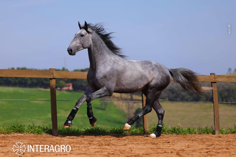 Quinteto Interagro/TUPA