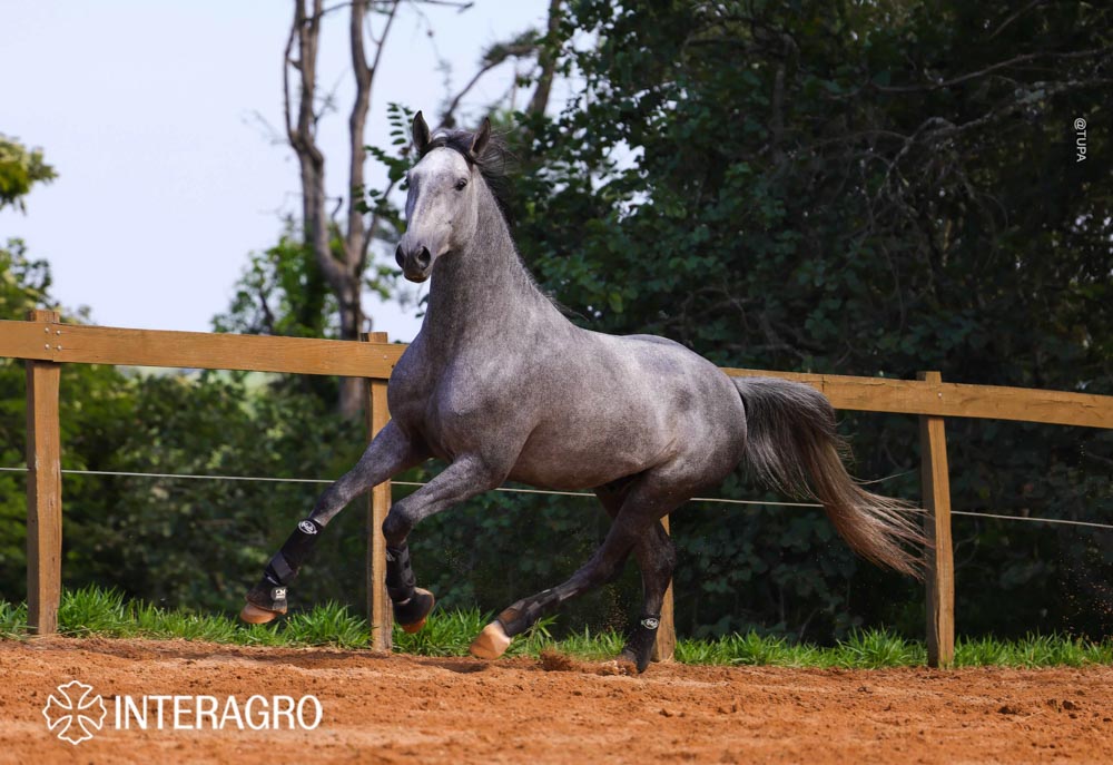 Quinteto Interagro/TUPA