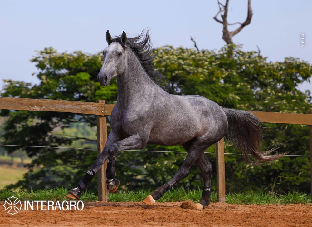 Quinteto Interagro/TUPA