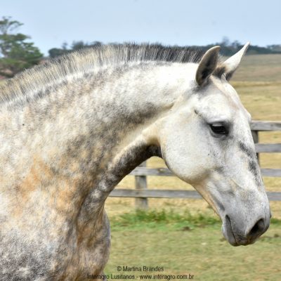 Quadrilheira Interagro