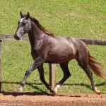 Quartier Interagro, grey Purebred Lusitano/TUPA