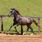 Quartier Interagro, grey Purebred Lusitano/TUPA