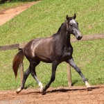 Quartier Interagro, grey Purebred Lusitano/TUPA