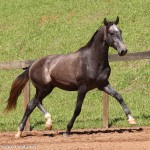 Quartier Interagro, grey Purebred Lusitano/TUPA