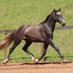 Quartier Interagro, grey Purebred Lusitano/TUPA