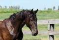 Quartilho Interagro/Interagro Lusitanos
