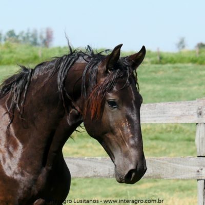 Quartilho Interagro/Interagro Lusitanos