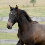 Quartzo II Interagro/Interagro Lusitanos